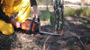  East Palatka, FL Tree Care Services Pros